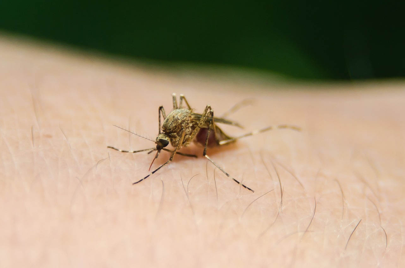 Dengue mosquito