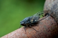 Plaga de insectos en Estados Unidos: ¿señales del fin?